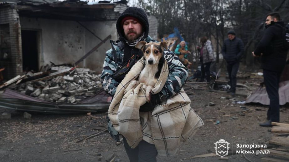 Российская атака повредила собачий приют в Запорожье: ранены животные