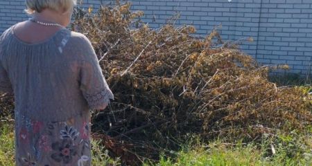 Запоріжцям вручають приписи за несвоєчасний покіс амброзії
