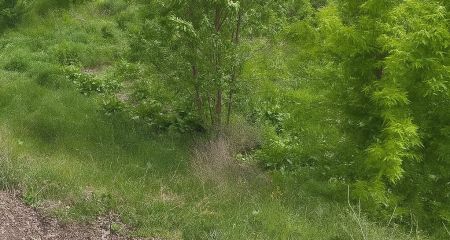 Поблизу урочища Вирва в Запоріжжі прибрали стихійне звалище