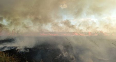 Огонь уничтожил 17 гектаров экосистем на Запорожской области