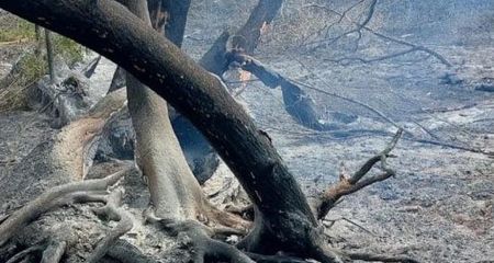 10 гектаров заповедного острова в Запорожье выгорели за пять дней