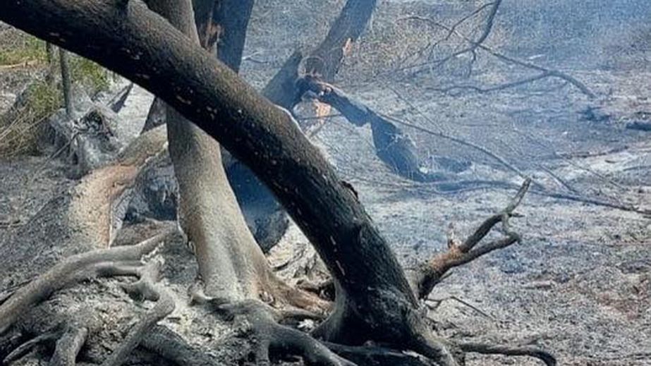 10 гектарів заповідного острова в Запоріжжі вигоріли за п’ять днів