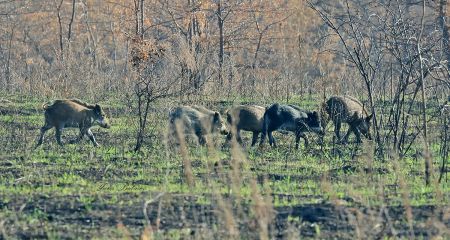 Після нищівної епідемії на Хортиці відновлюється популяція кабанів – фотофакт