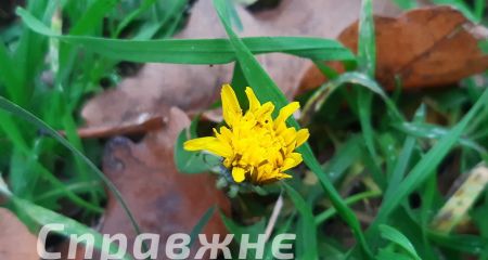 Рекордно теплий: яким був листопад у Запоріжжі