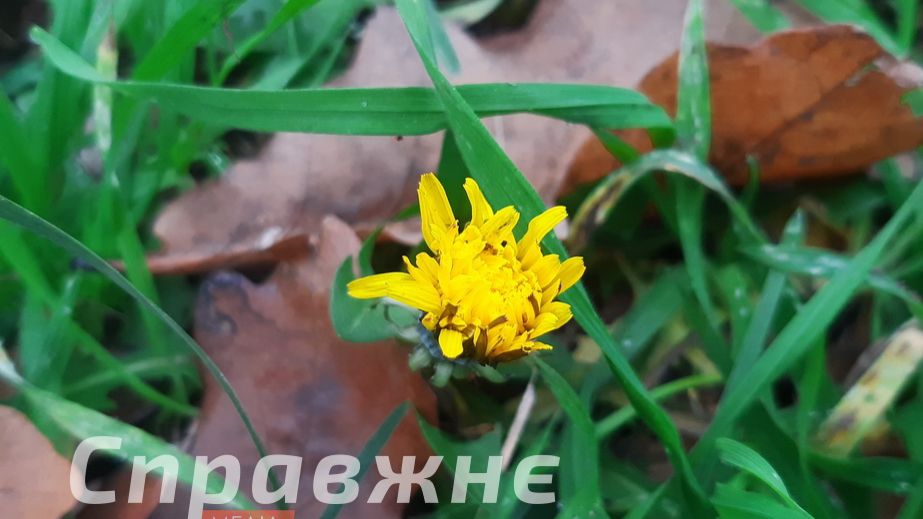 Рекордно теплый: каким был ноябрь в Запорожье