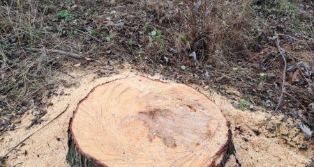 Спиляні без дозволів дерева виявили екологи у Запоріжжі