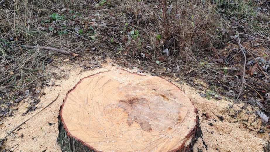 Спиляні без дозволів дерева виявили екологи у Запоріжжі