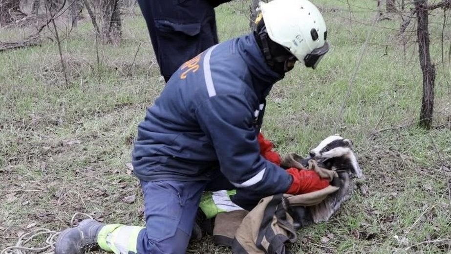 Барсука из канализации спасали в Запорожье – кадры