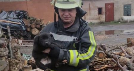 На Запоріжжі врятували цуцика, який впав у глибоку яму
