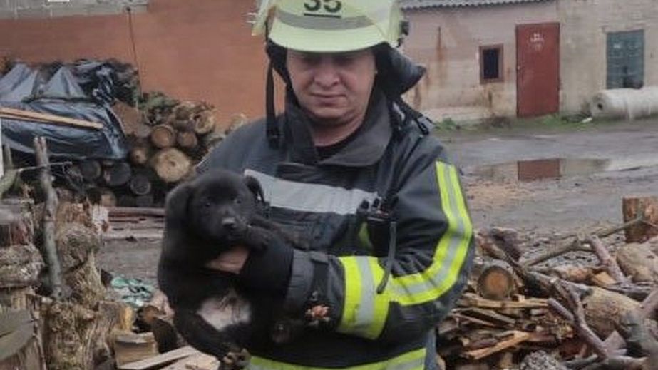 На Запоріжжі врятували цуцика, який впав у глибоку яму