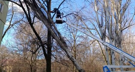 Запоріжці повідомляють про падіння дерев під поривами вітру