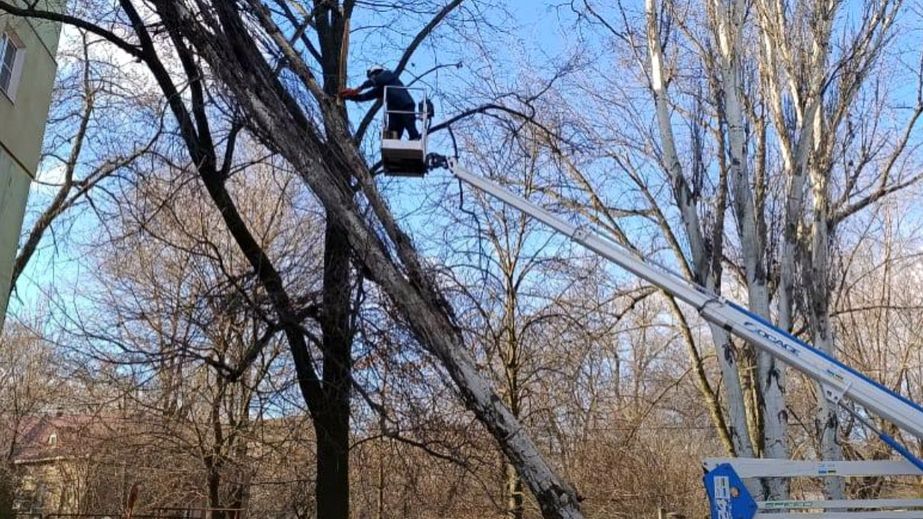 Запорожцы сообщают о падении деревьев под порывами ветра