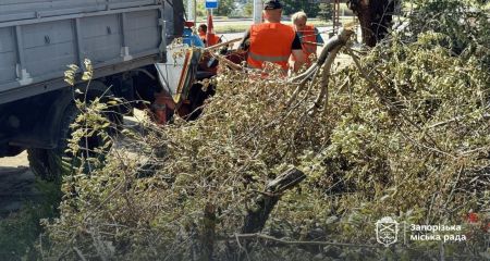 Дві тонни гілля вивезли з центру Запоріжжя: як утилізують деревні залишки