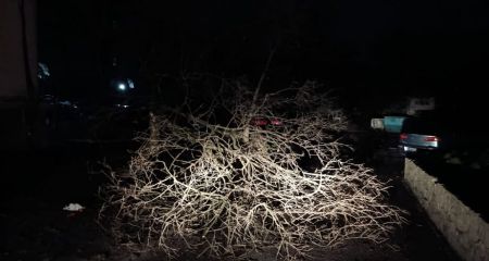 В Запорожье дерево упало на автомобили &ndash; детали