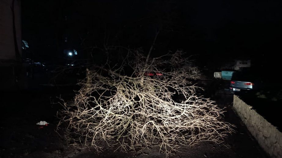 В Запорожье дерево упало на автомобили &ndash; детали