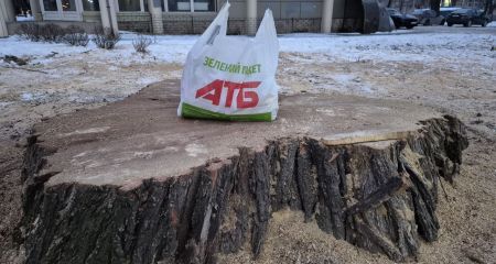 В центре Запорожья спилили уникальное дерево