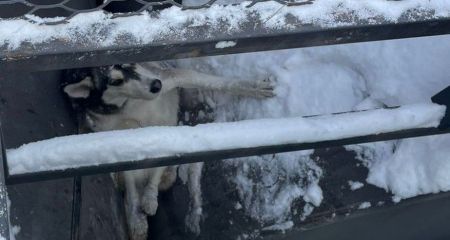 Опинився в пастці на морозі: у Запоріжжі врятували песика