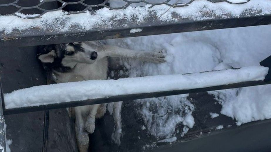 Опинився в пастці на морозі: у Запоріжжі врятували песика