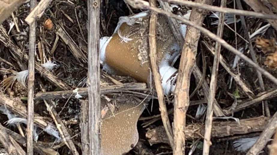 Небезпечну "пелюстку” знайшли в селі Розумівка під Запоріжжям