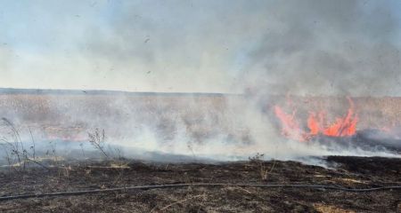 Майже 12 гектарів екосистем вигоріли у Запоріжжі та передмісті