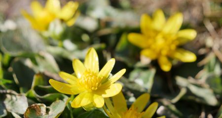 Первоцвіти зʼявляються на запорізькій Хортиці