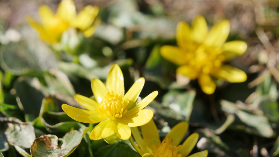 Первоцвіти зʼявляються на запорізькій Хортиці