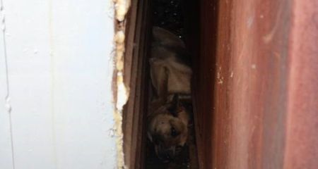 Застрял в узком проходе между гаражами: в Запорожье спасли собаку