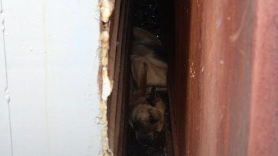 Застрял в узком проходе между гаражами: в Запорожье спасли собаку