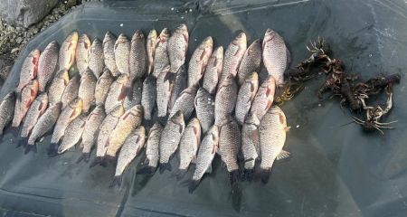 Более 100 тыс грн убытков: под Запорожьем поймали рыбалку с карасями