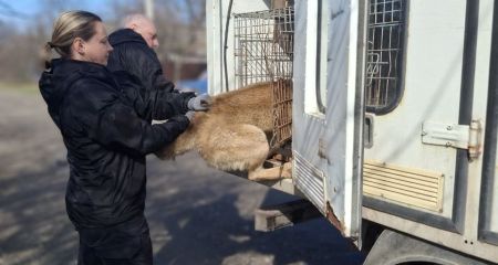 Безпритульних собак простерилізували в громаді під Запоріжжям