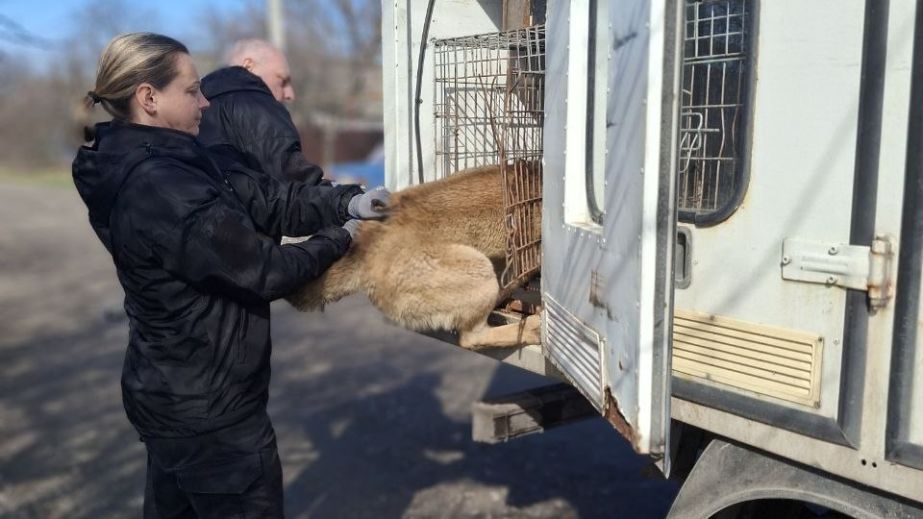 Бездомных собак простерилизовали в громаде под Запорожьем