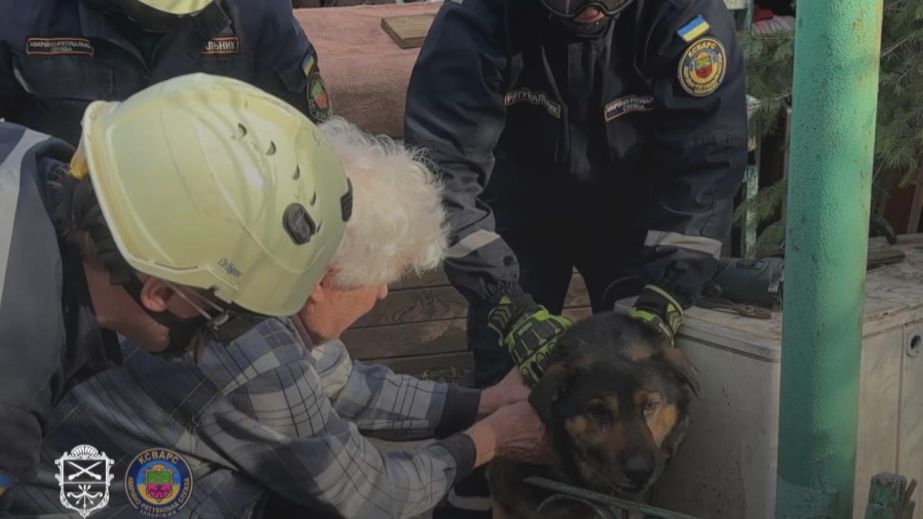 Запорізькі рятувальники допомогли собаці, який застряг в огорожі