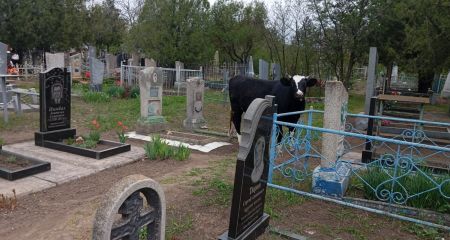 Цвинтар під Запоріжжям перетворюється на пасовище для худоби