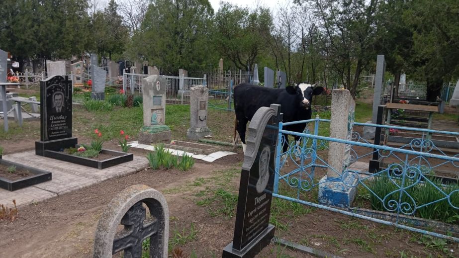 Цвинтар під Запоріжжям перетворюється на пасовище для худоби