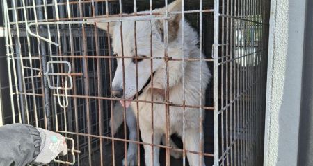 Бродячих собак стерилизовали под Запорожьем