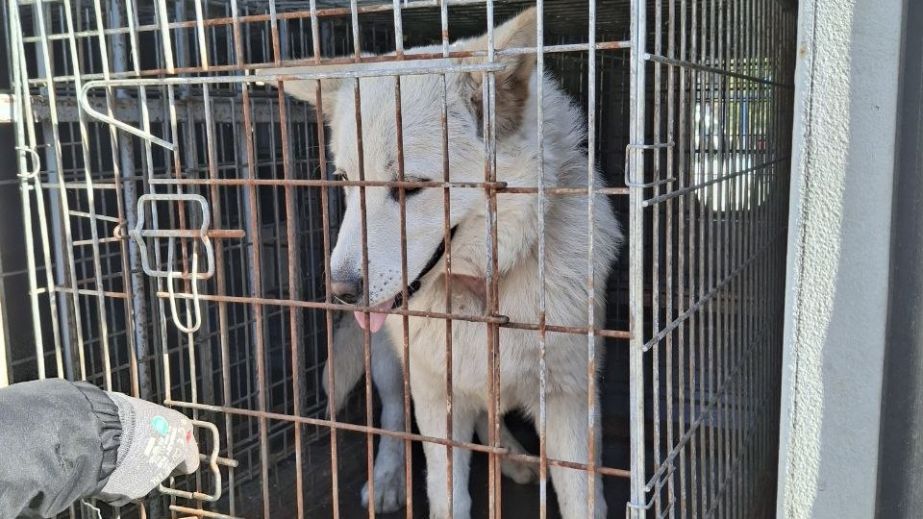 Бродячих собак стерилизовали под Запорожьем
