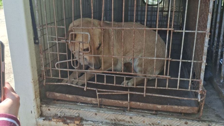 Уличных собак стерилизовали в громаде под Запорожьем