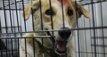 Более полутысячи животных стерилизовали и вакцинировали под Запорожьем