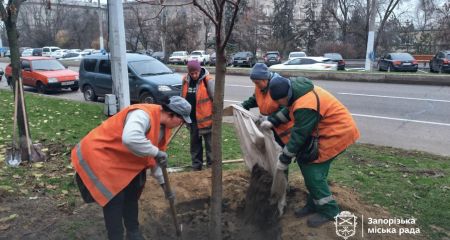Вместо старых тополей: десятки молодых деревьев высадили в центре Запорожья