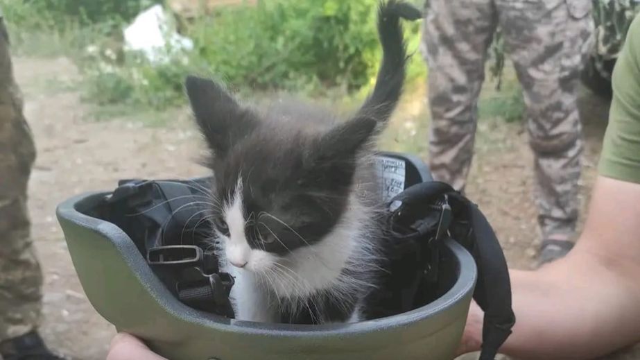 Запоріжців закликали долучитися до флешмобу до Дня котів