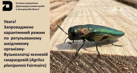 На Запоріжжі запровадили карантин через небезпечного шкідника ясенів