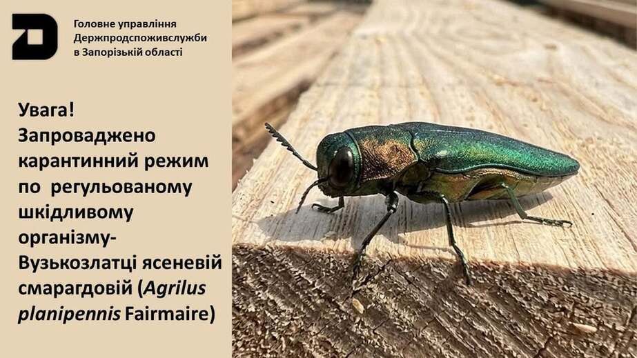 На Запоріжжі запровадили карантин через небезпечного шкідника ясенів
