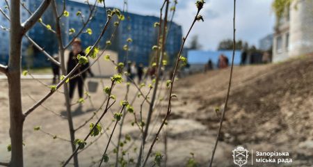 "Сади перемоги" висаджують школярі та освітяни в Запоріжжі &ndash; кадри