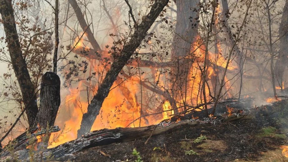 Пожары повредили почти тысячу гектаров экосистем на Запорожье