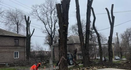 Близько двох десятків дерев обрізали в одному з районів Запоріжжя – кадри