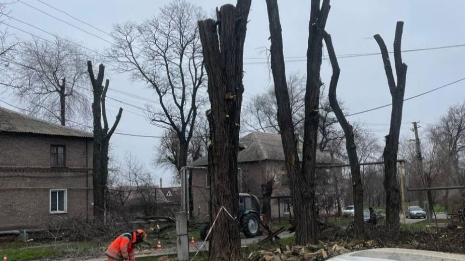 Около двух десятков деревьев обрезали в одном из районов Запорожья – кадры