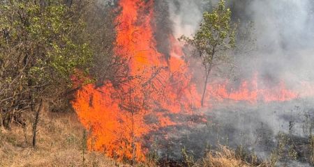 Хортиця може згоріти за тиждень, – екскерівник заповідника