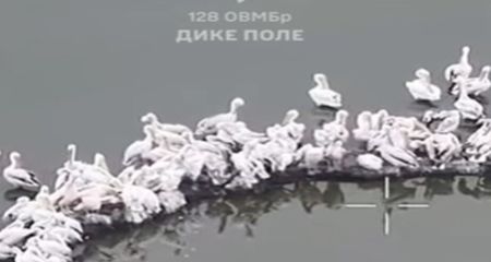 Запорізькі аеророзвідники зняли сотню пеліканів на Каховському водосховищі