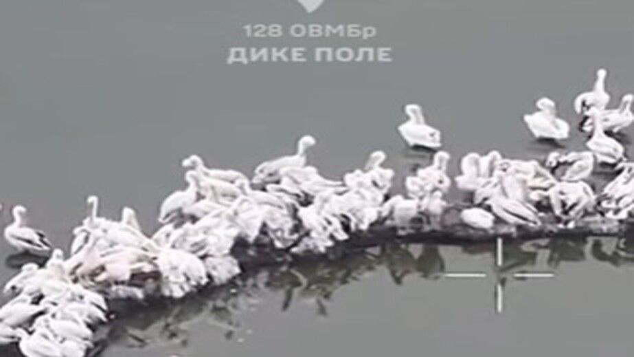 Запорожские аэроразведчики сняли сотню пеликанов на Каховском водохранилище