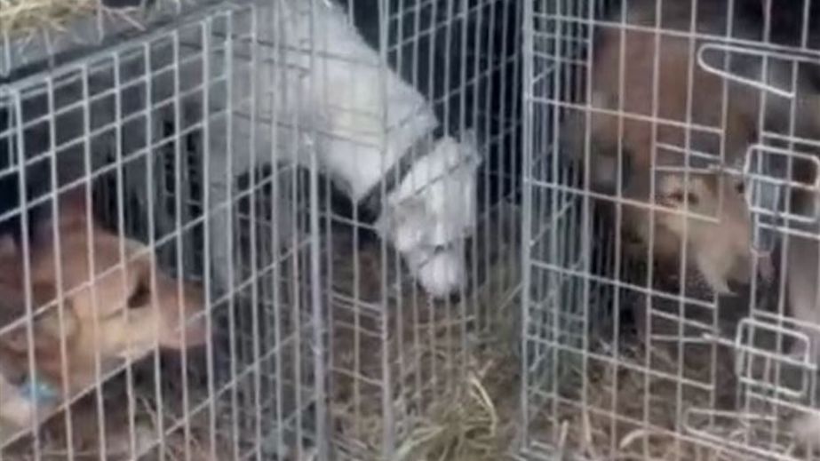 Более 100 животных вывезли волонтеры из-под обстрелов на Запорожье &ndash; кадры